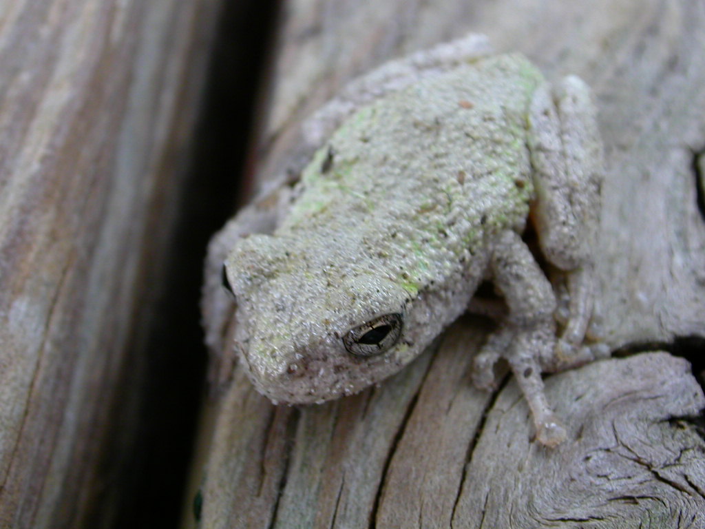 wild republic tree frog